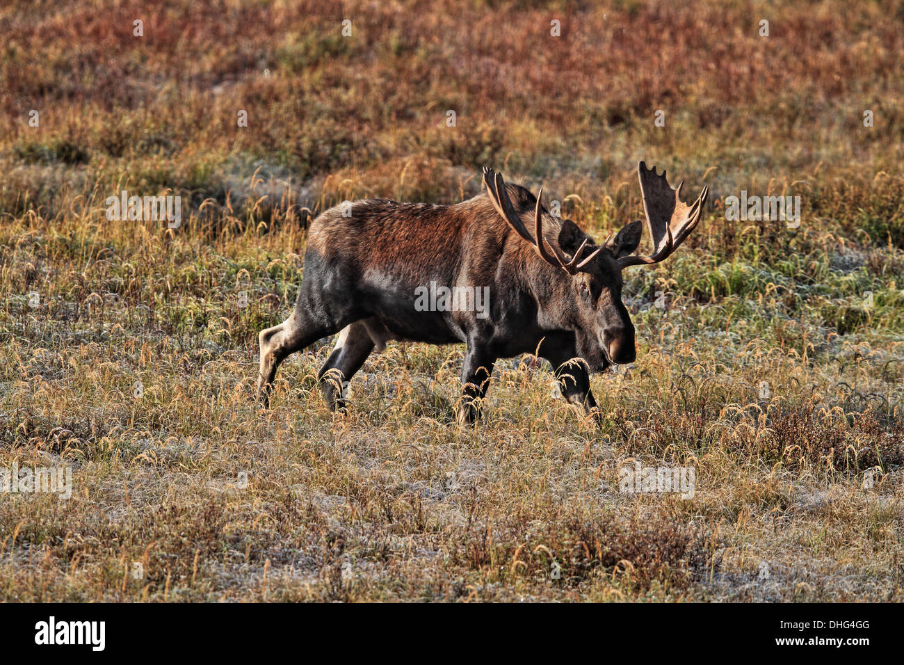 L'orignal (Alces alces) Bull Moose, avec grand ensemble de bois, dans son habitat naturel, à la recherche de nourriture. Photo panoramique. Banque D'Images L'orignal (Alces alces) Bull Moose, avec grand ensemble de bois, dans son habitat naturel, à la recherche de nourriture. Photo panoramique. Banque D'Images