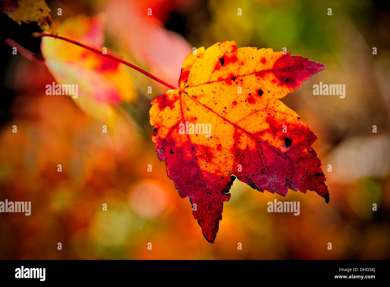 Une feuille d'érable changeant de couleur pour les rouges et jaunes de l'automne. Banque D'Images