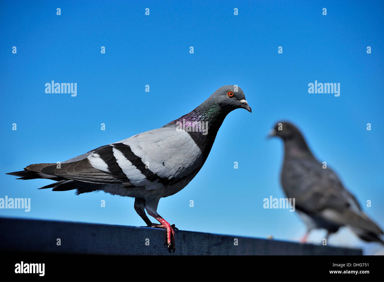 Un pigeon commun Banque D'Images