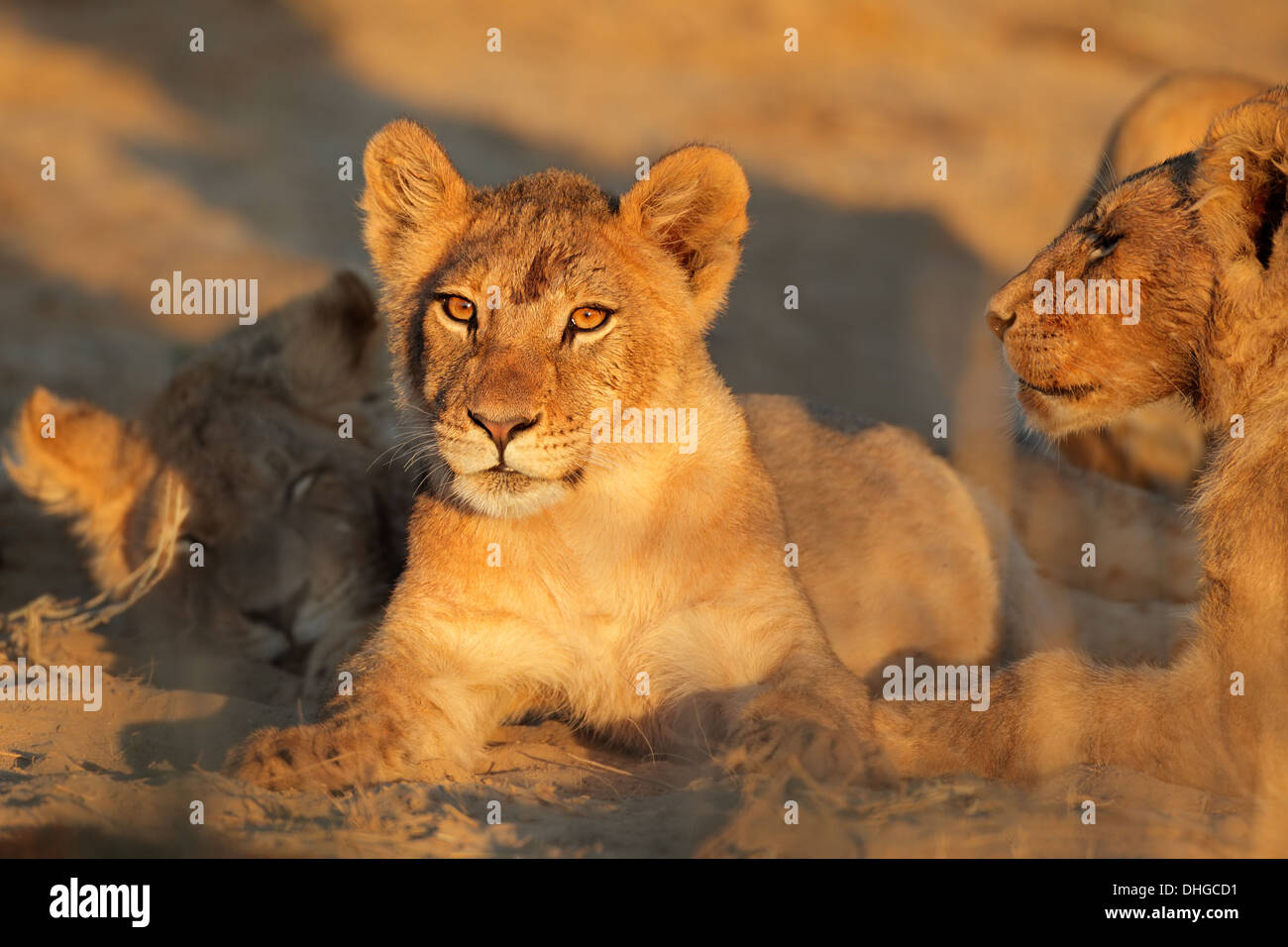 African lion (Panthera leo) in early morning light, désert du Kalahari, Afrique du Sud Banque D'Images