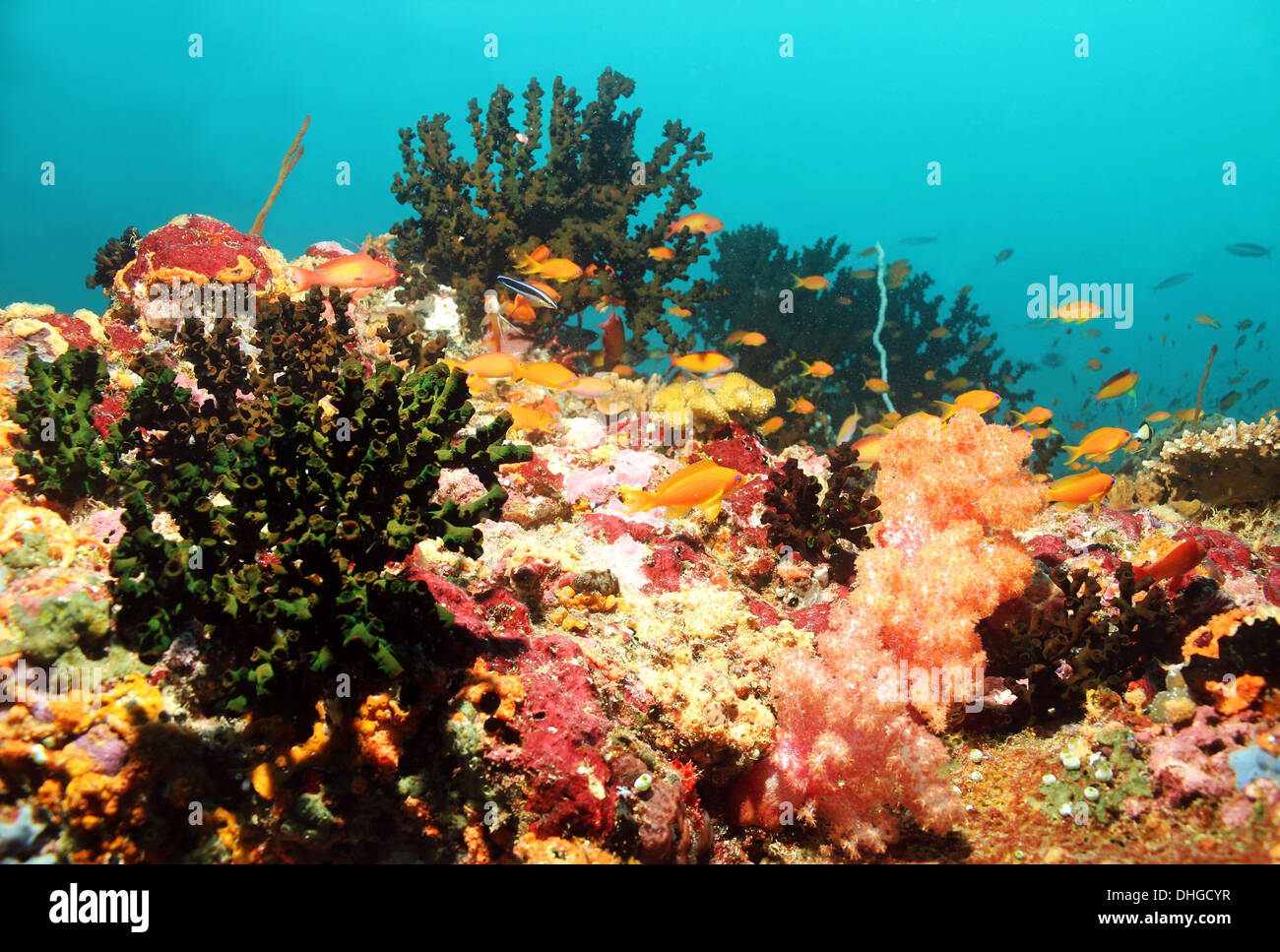 Coral Reef, South Male Atoll, Maldives Banque D'Images