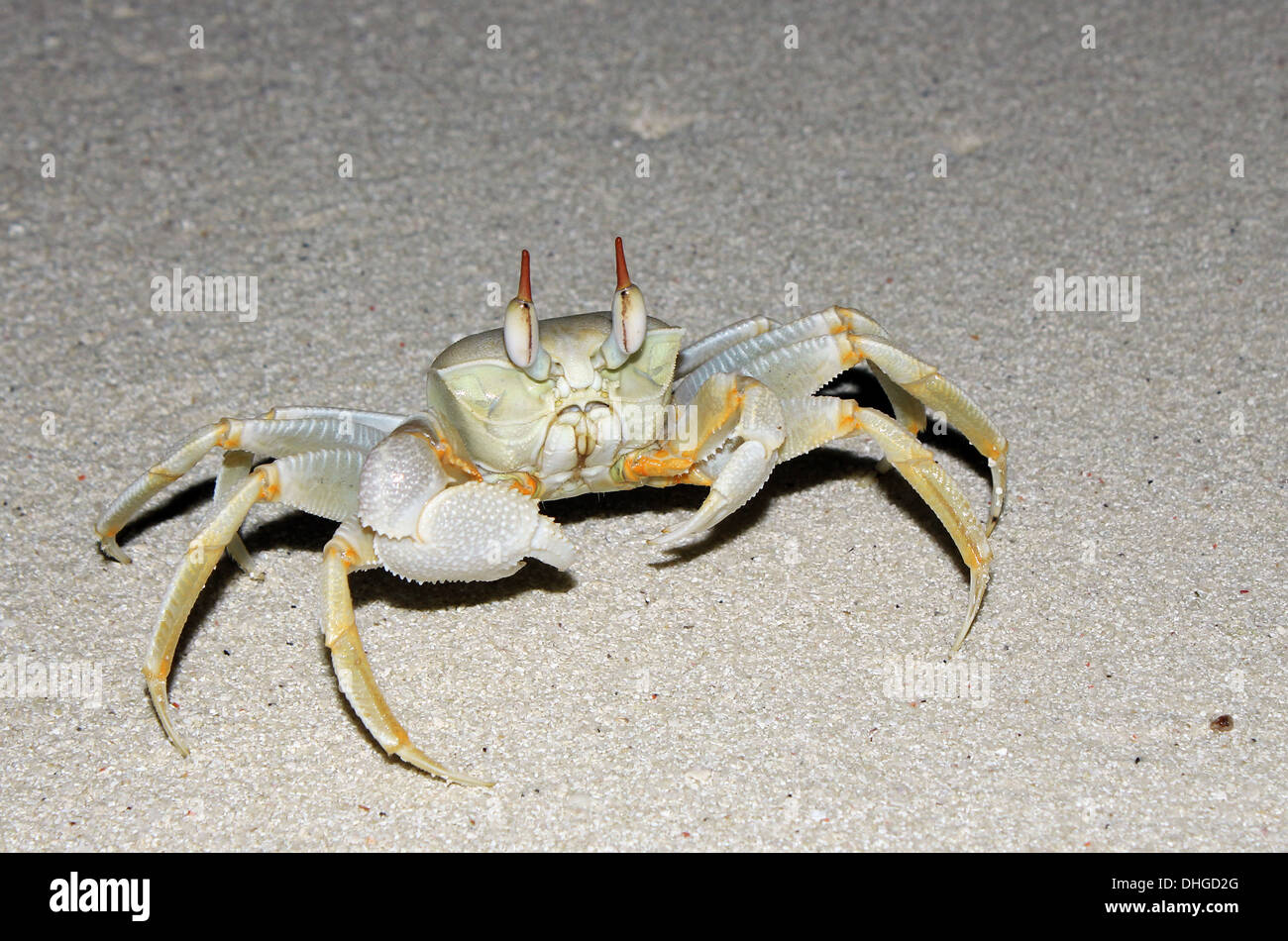 Petit crabe sur la plage de Fun Island (Bodufinolhu), South Male Atoll, Maldives Banque D'Images