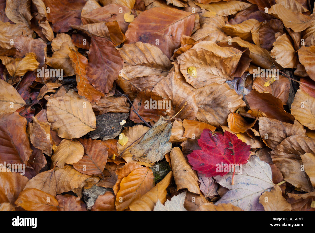 Feuilles d’automne Banque D'Images