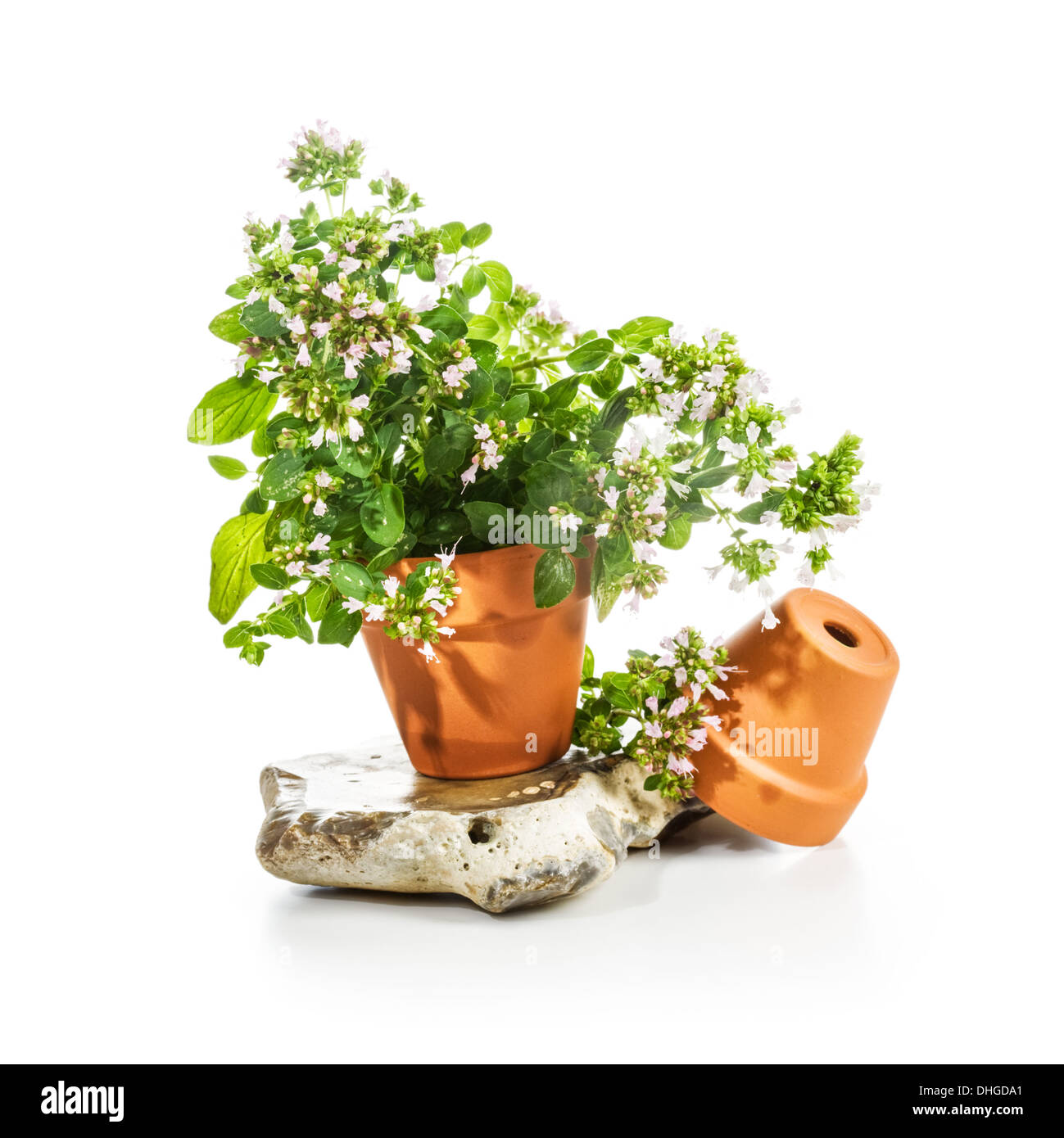 Les pots de fleurs de fleurs de marjolaine sur fond blanc, herb garden concept Banque D'Images