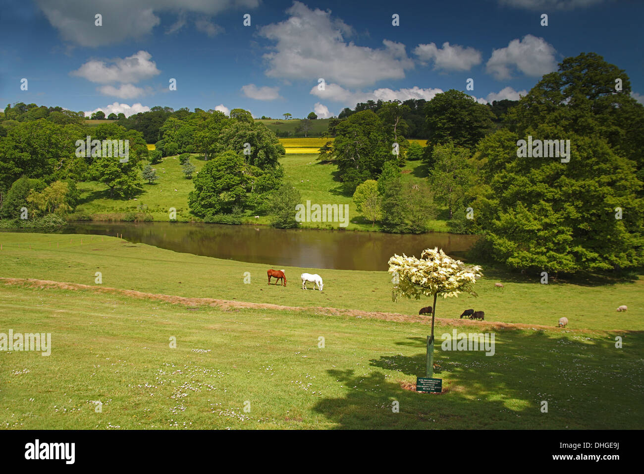 Châtaigniers et de chevaux gris par le lac à Minterne House dans le Dorset, Angleterre, RU Banque D'Images