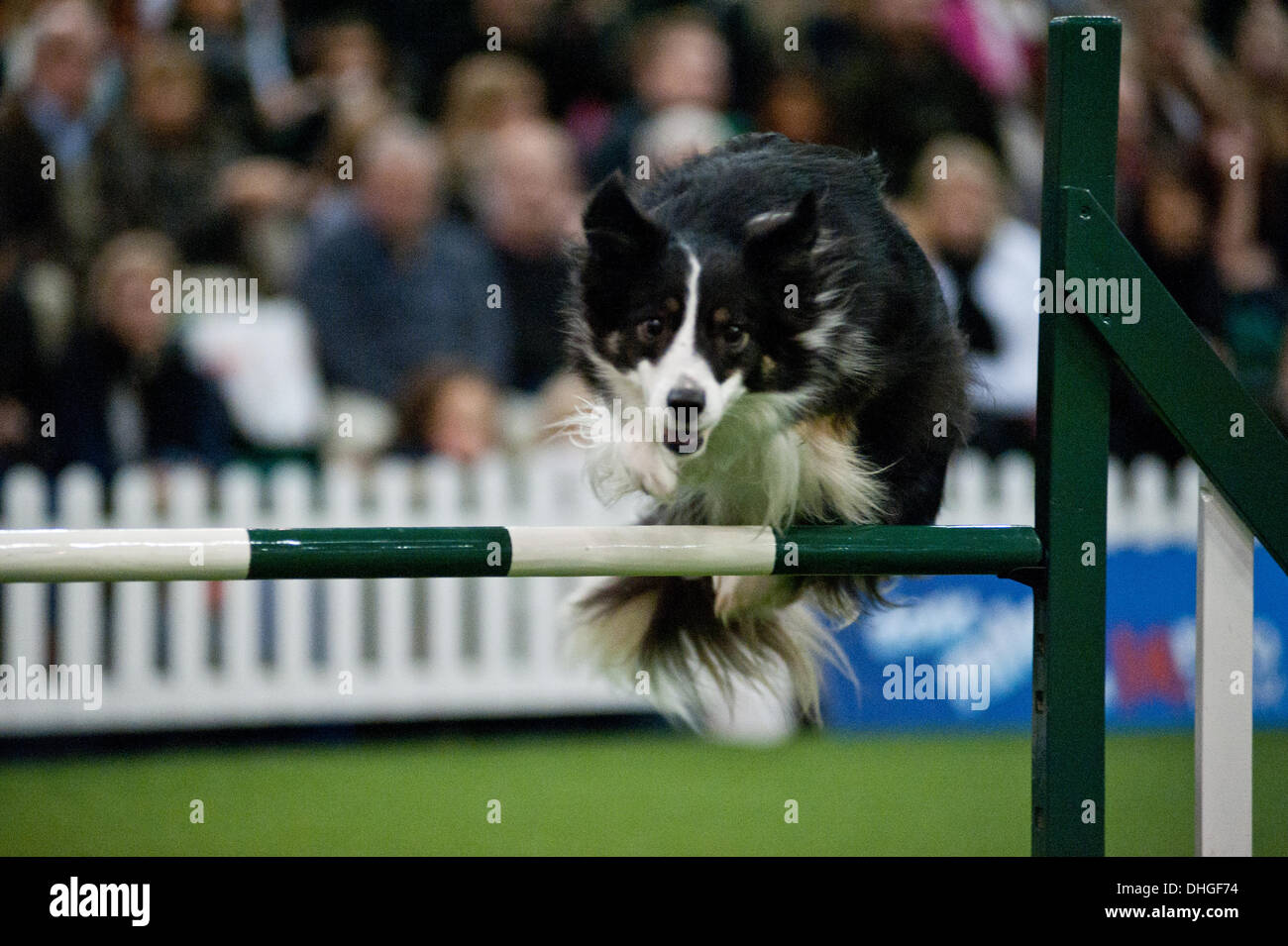 Londres, Royaume-Uni. 9 novembre 2013. Un chien participe à l'agilité/concours de sauts à l'Découvrez les chiens 2013 show à Earl's Court. © Piero Cruciatti/Alamy Live News Banque D'Images