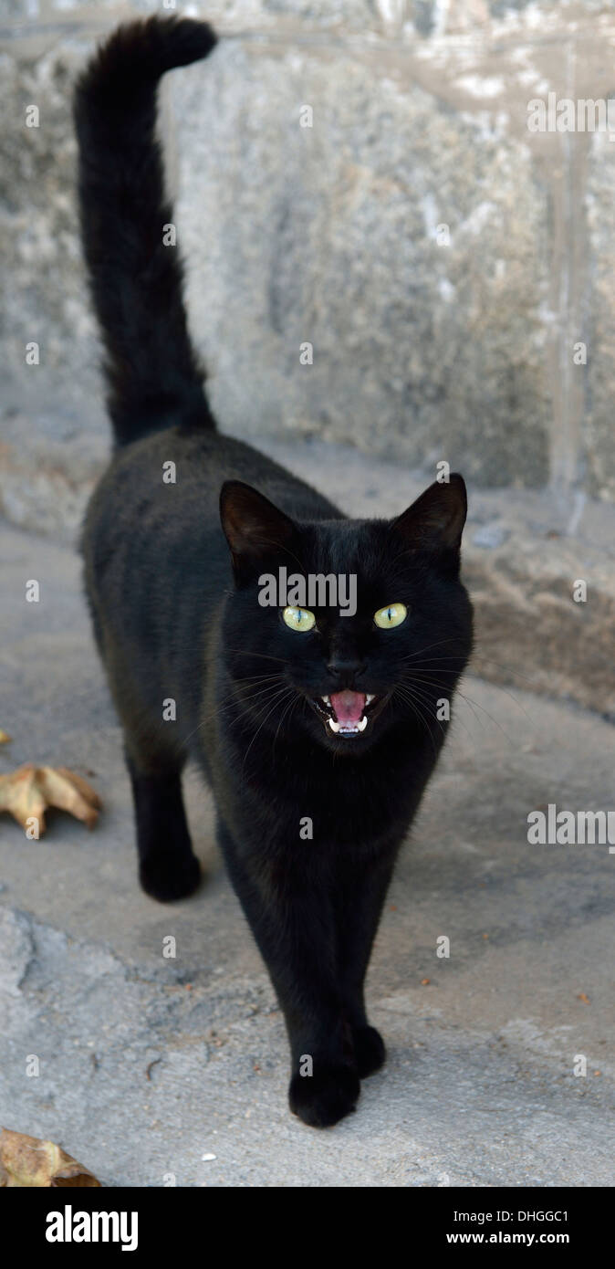 Un chat noir. Banque D'Images