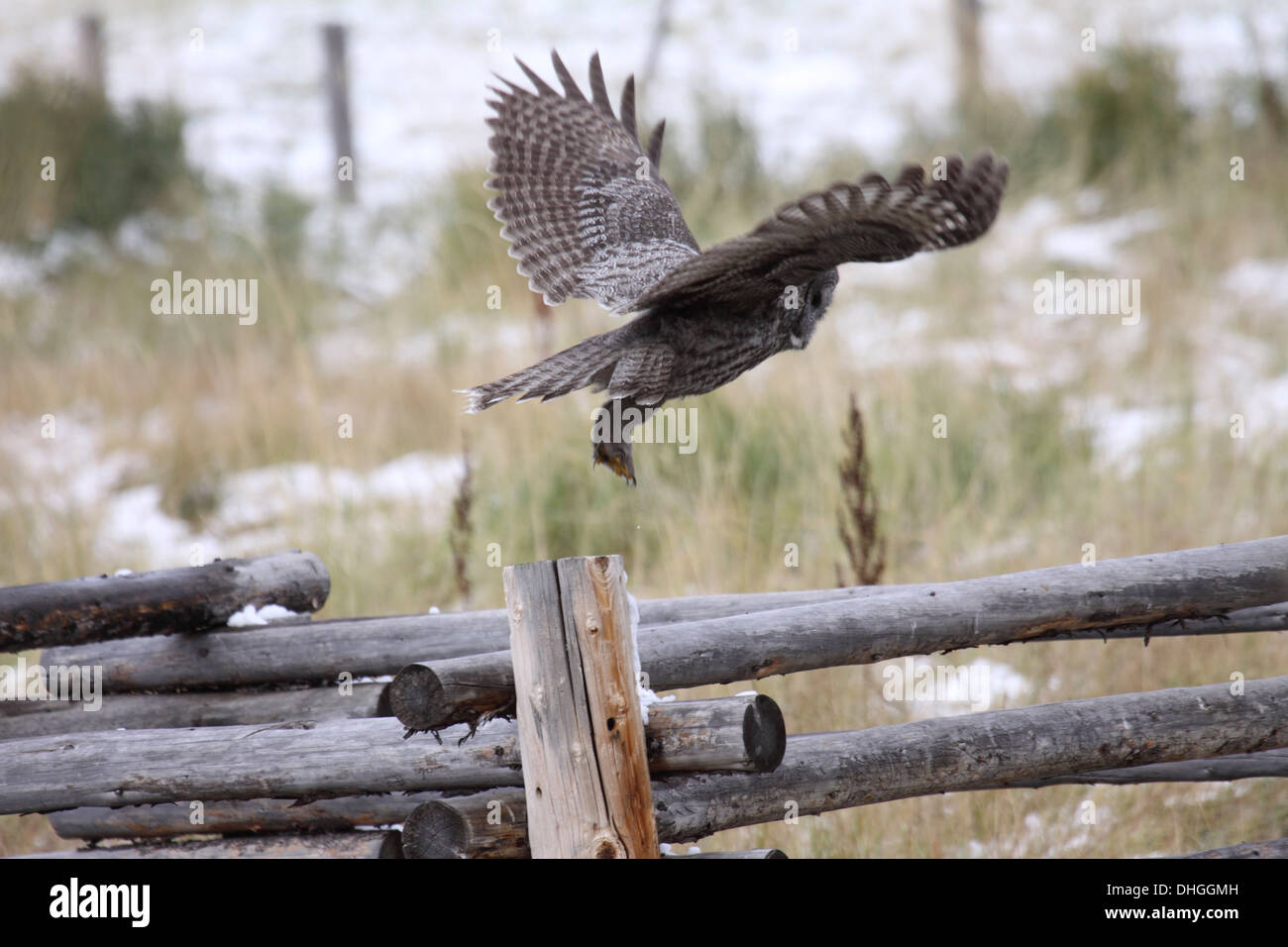 Chouette lapone décollant de piquet comme elle chasse de jour dans le Wyoming Banque D'Images