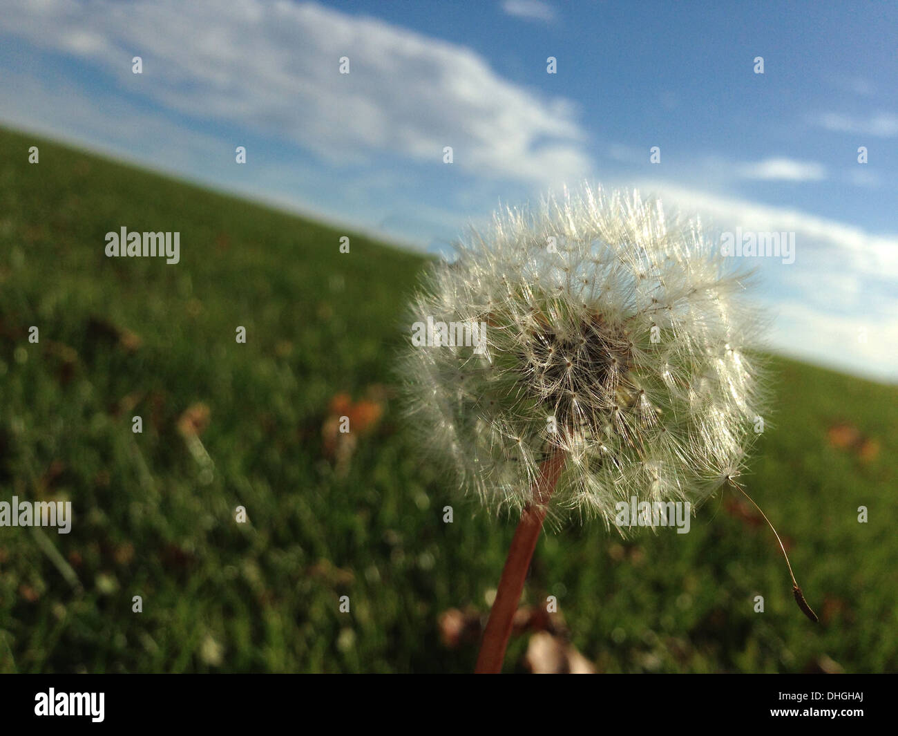 Pissenlit. Banque D'Images