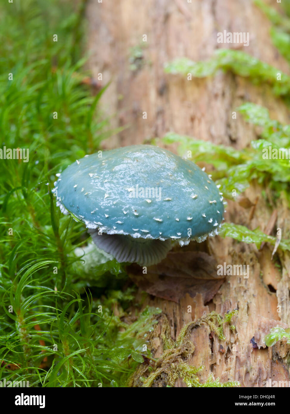 Les champignons d'automne en Finlande Banque D'Images