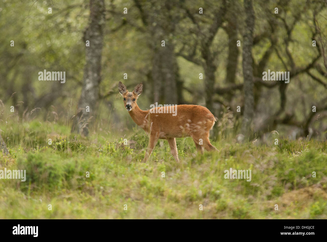 Jeune cerf en vue paysage entre les bouleaux. Banque D'Images