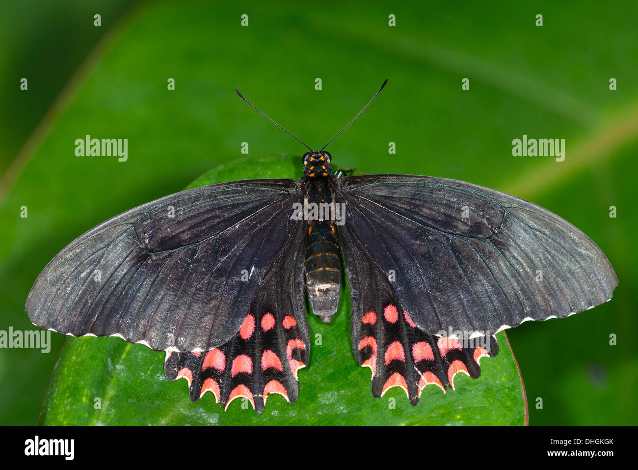 Un adulte blanc-croissant Swallowtail butterfly au repos Banque D'Images