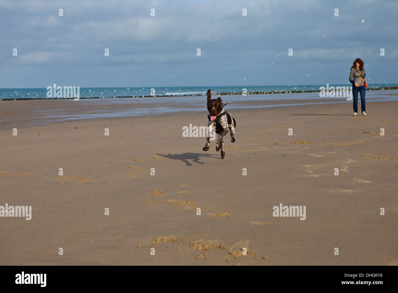 Chien Qui Court Sur Une Plage De Sable De Normandie Avec