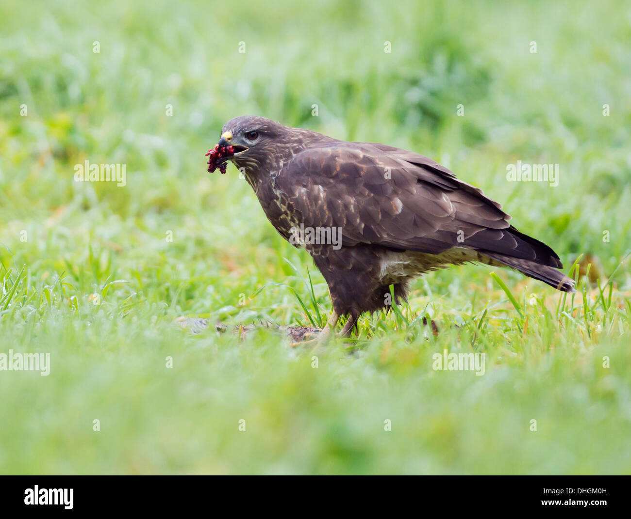 Wild Buse variable, Buteo buteo au sol se nourrissant d'un lapin Banque D'Images
