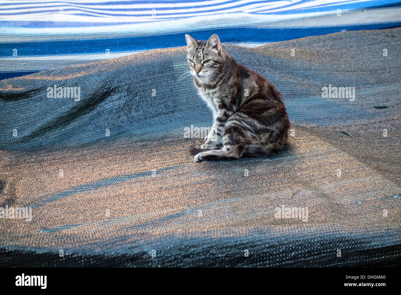 Chat assis sur un bateau, Cinque Terre, Italie Banque D'Images