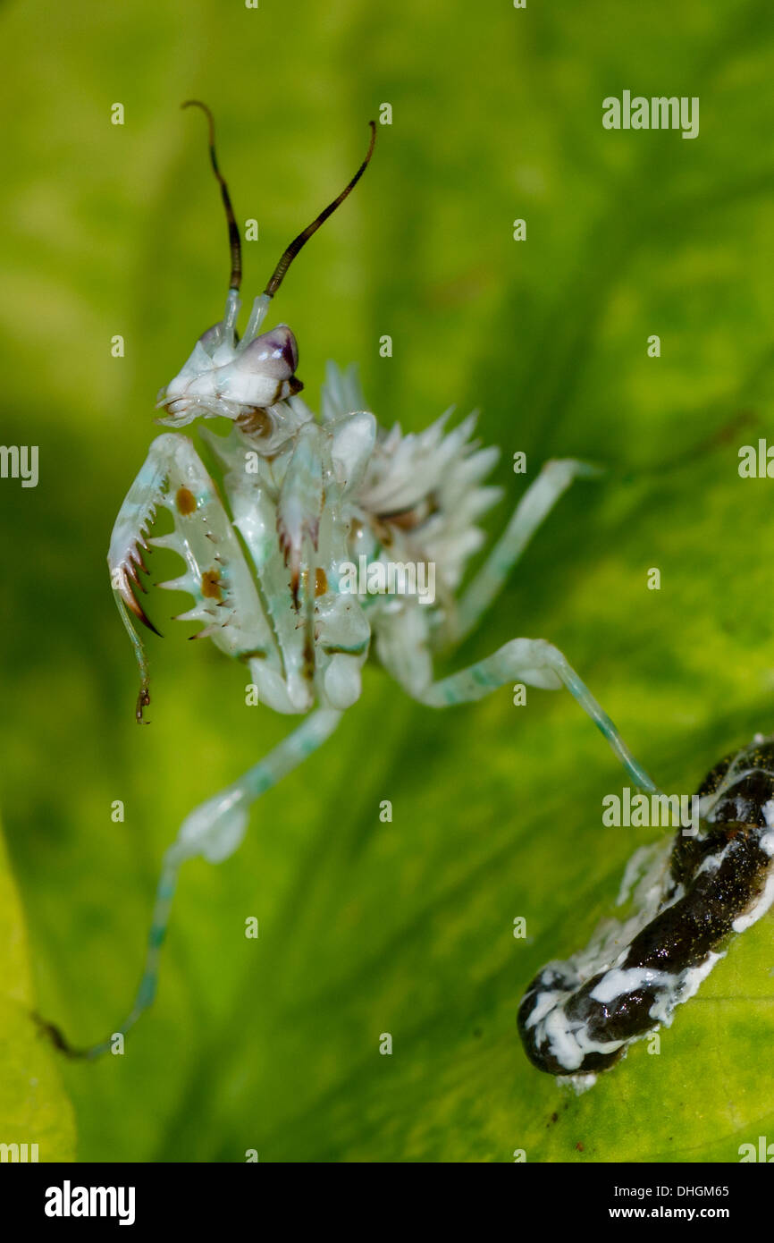 Une fleur épineuse pour la proie d'attente Mantis Banque D'Images