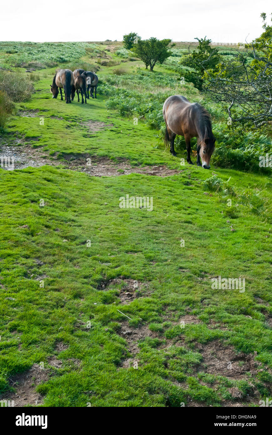 Sur poneys Exmoor, Somerset Ouest, Grande-Bretagne, Royaume-Uni Banque D'Images