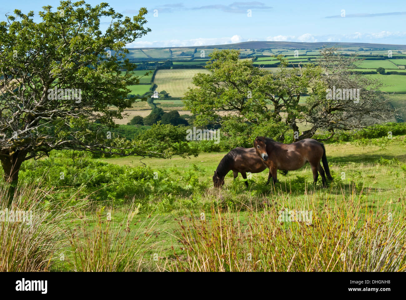 Sur poneys Exmoor, Somerset Ouest, Grande-Bretagne, Royaume-Uni Banque D'Images