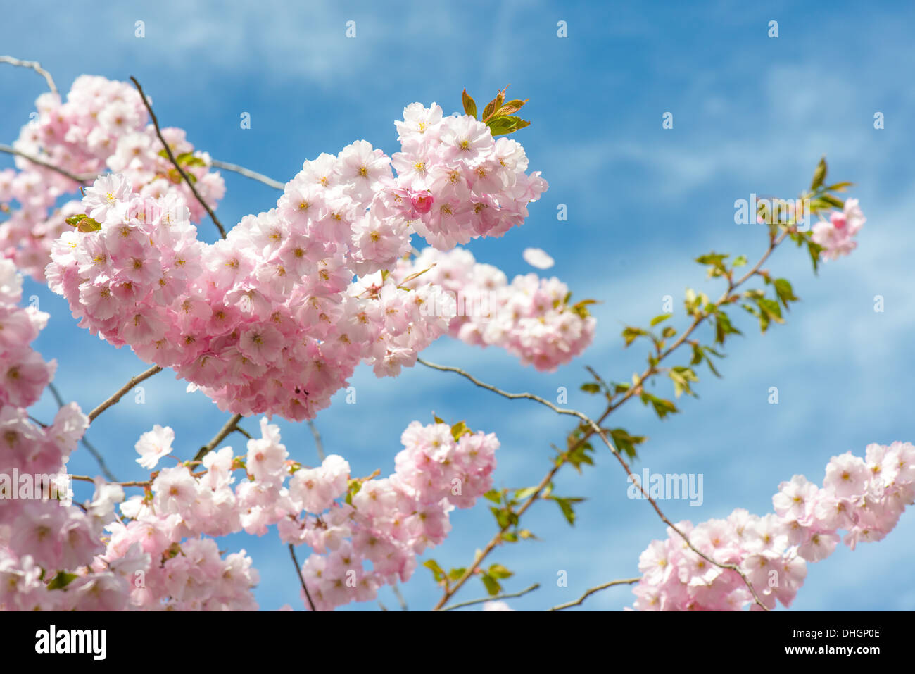 Sakura en fleurs de cerisier japonais Banque D'Images