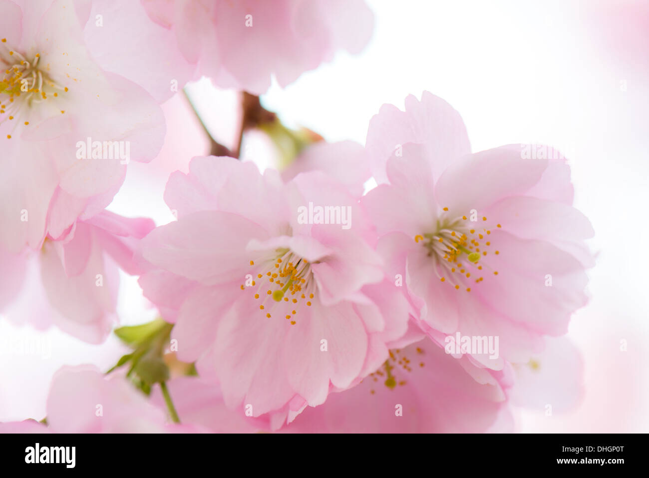 Sakura en fleurs de cerisier japonais Banque D'Images