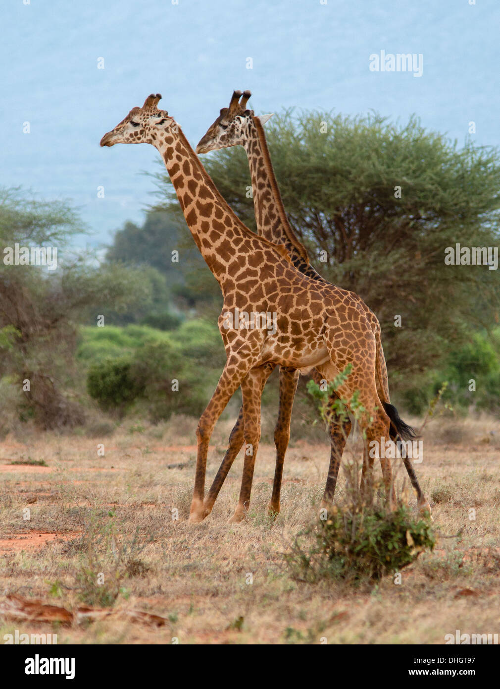 Les Girafes Masai mâles à une simulation de combat lutte Parc national de Tsavo sud du Kenya Banque D'Images