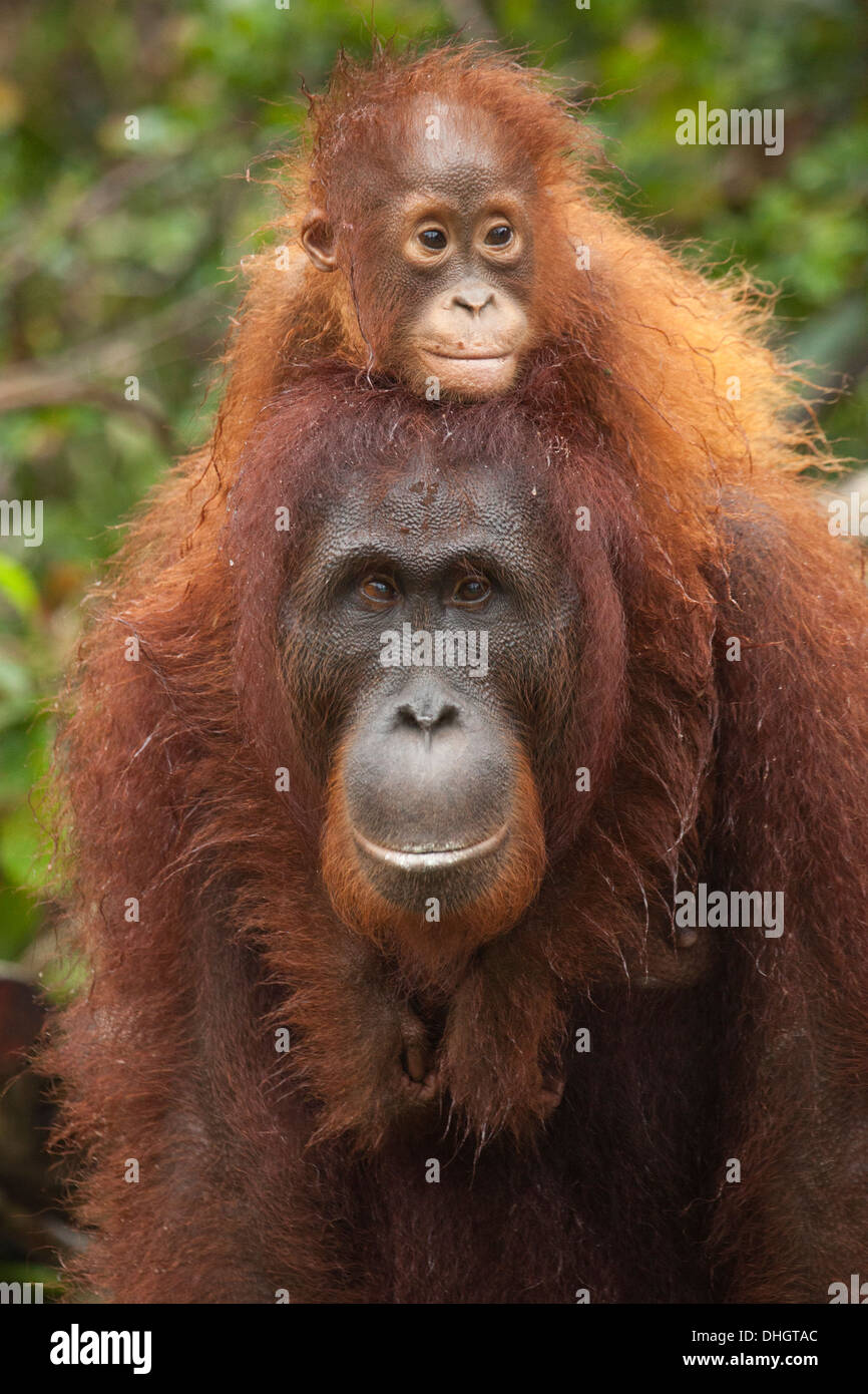 Bornean sauvage Orangutan (Pongo pygmaeus) bébé avec des bras autour du cou de la mère dans la forêt indonésienne Banque D'Images