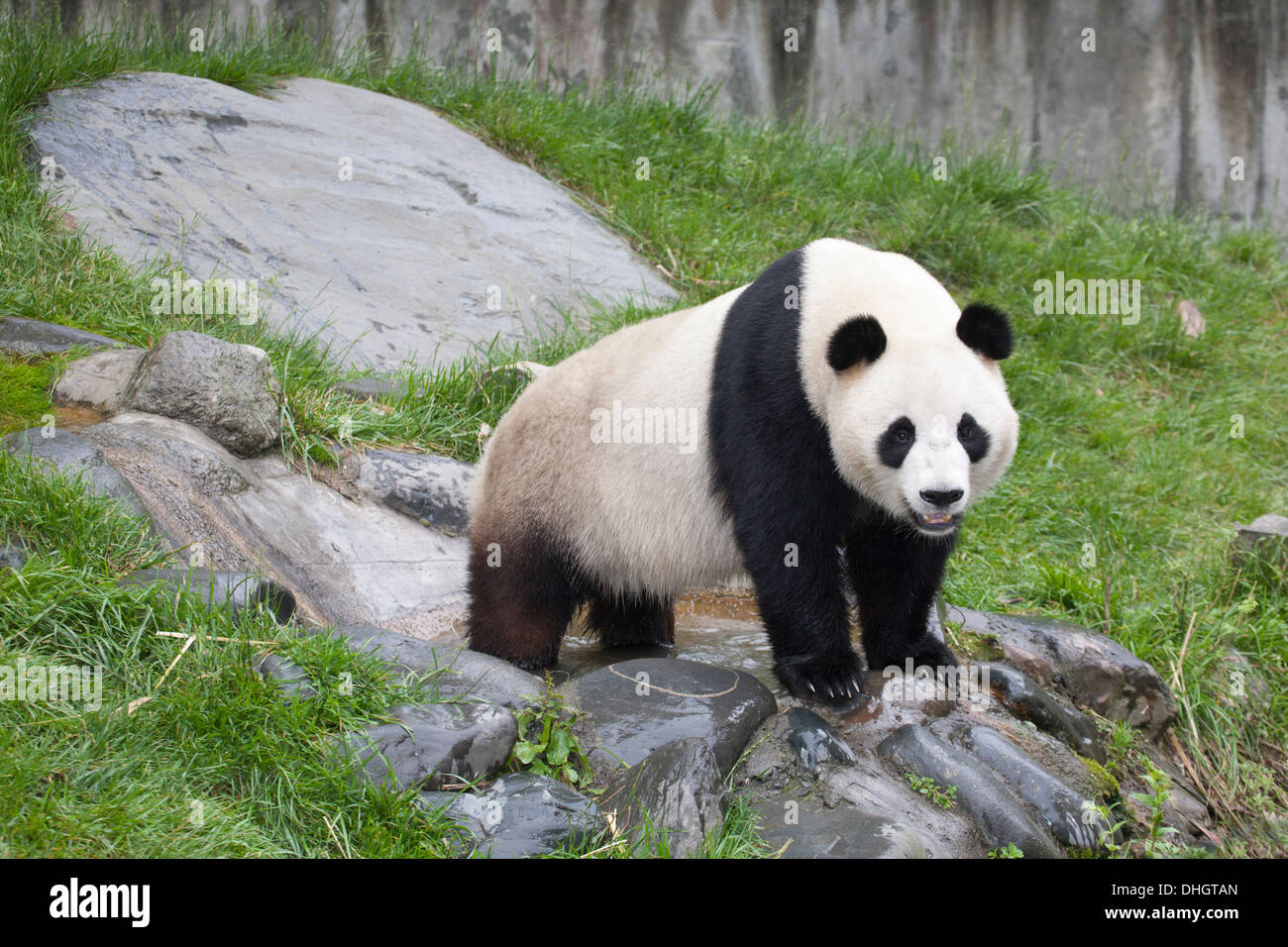 Panda géant (Ailuropoda melanoleuca) debout sur des rochers dans l'enceinte du centre de conservation en chine Banque D'Images