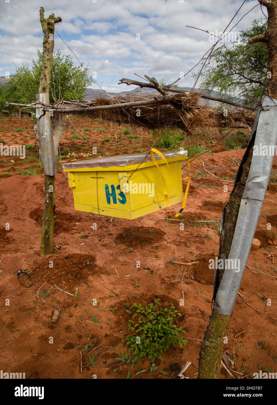 Clôture de ruche pour décourager les éléphants africains de cultures raids autour de la frontière du parc national de Tsavo au Kenya Banque D'Images