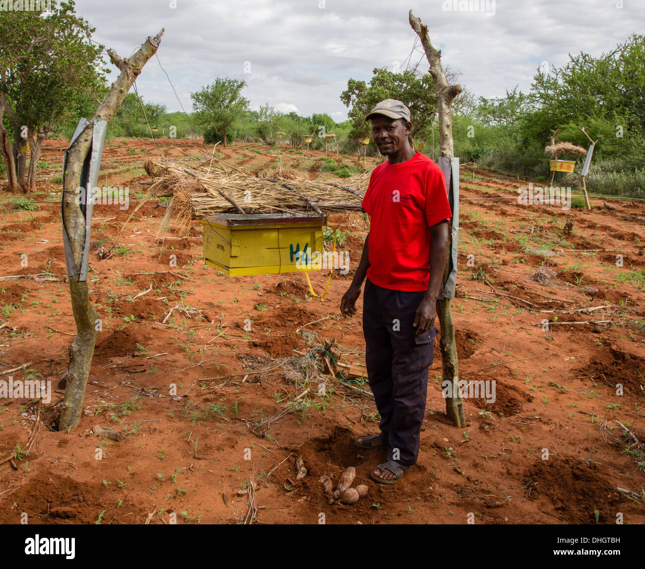 Un agriculteur inspecte sa ruche construit une clôture pour empêcher les éléphants de piller les cultures dans le sud du Kenya Voi près de Sagalla Banque D'Images