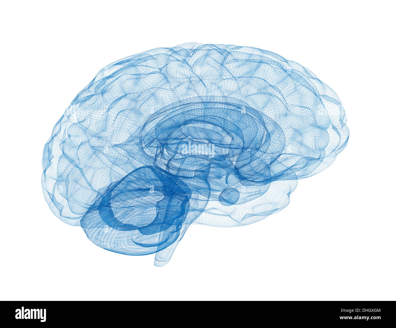 Le fil bleu, modèle du cerveau isolé sur fond blanc Banque D'Images