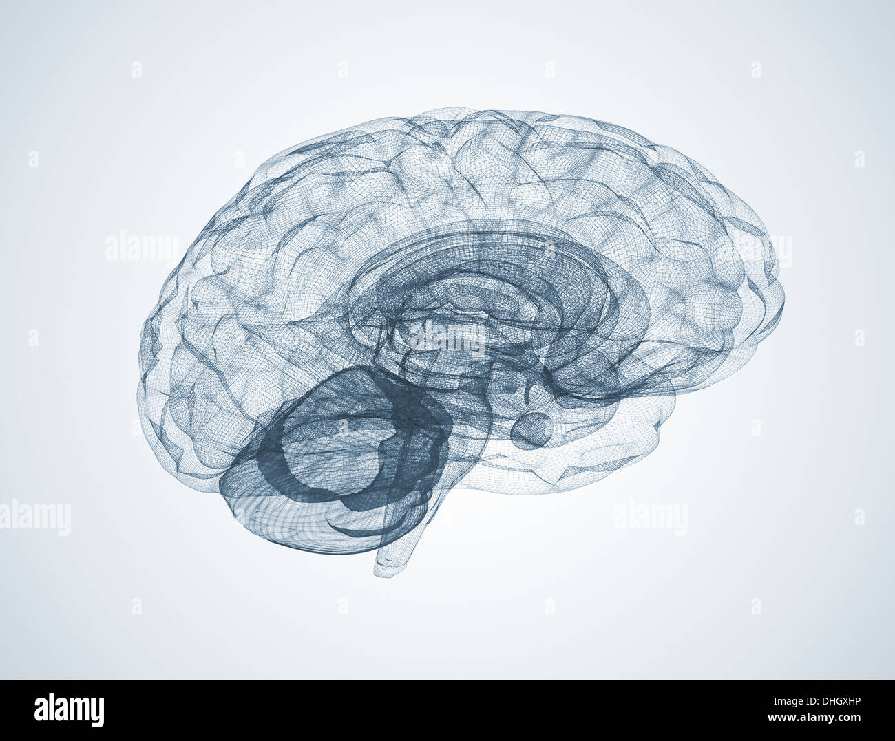 Wire frame modèle du cerveau humain Banque D'Images