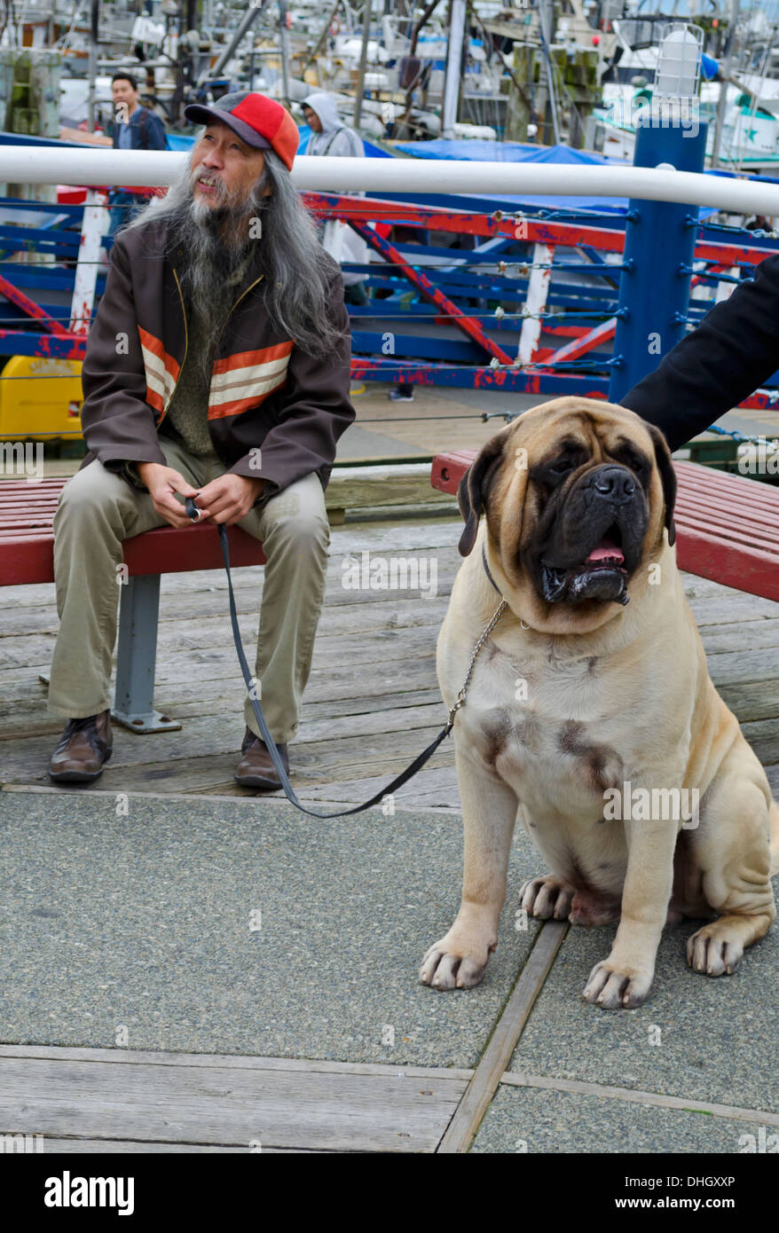 Asian man siège avec son gros chien de Mastiff anglais et parle avec les passants, au village de Steveston (Colombie-Britannique). Banque D'Images