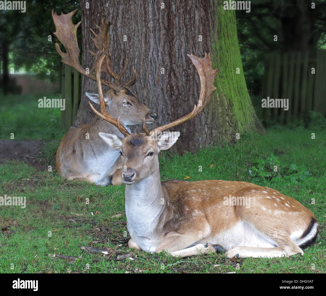 Cerfs mâles en jachère dans les bois à Dunham Massey, Altrincham, Cheshire, Angleterre, Royaume-Uni, WA14 4SJ Banque D'Images