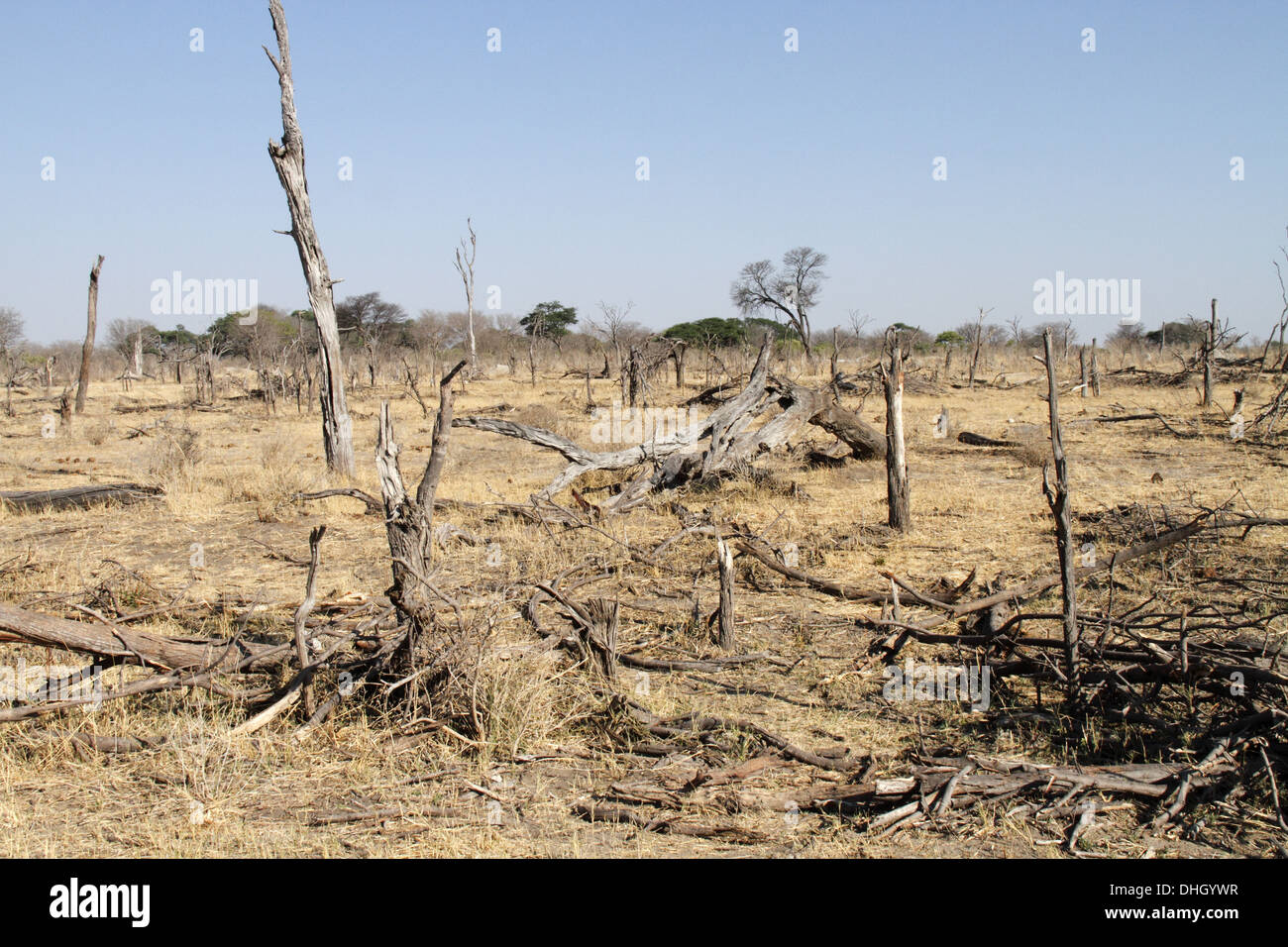 Les dommages aux arbres causés par les éléphants en Afrique Banque D'Images