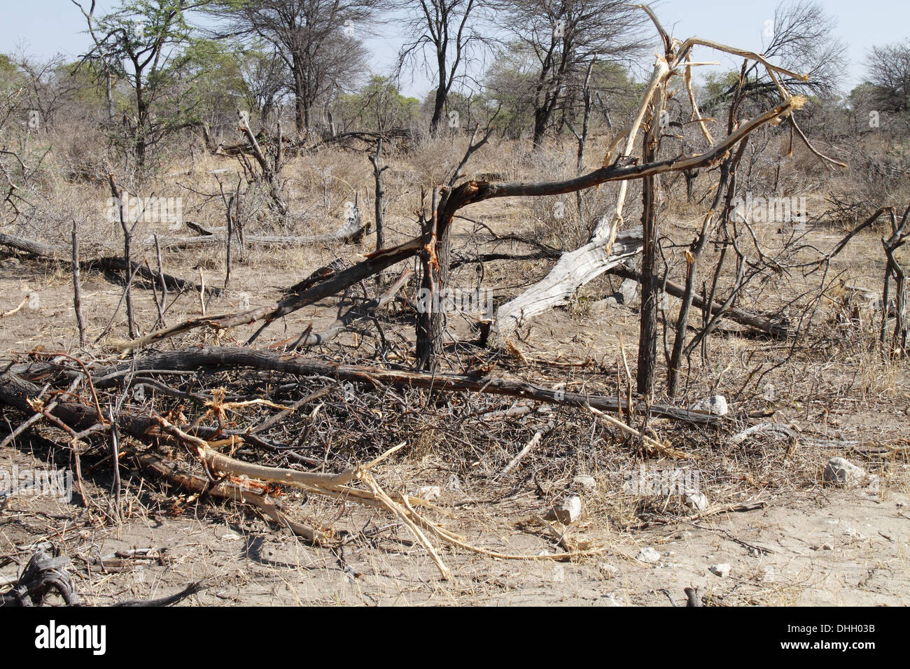Les dommages aux arbres causés par les éléphants en Afrique Banque D'Images