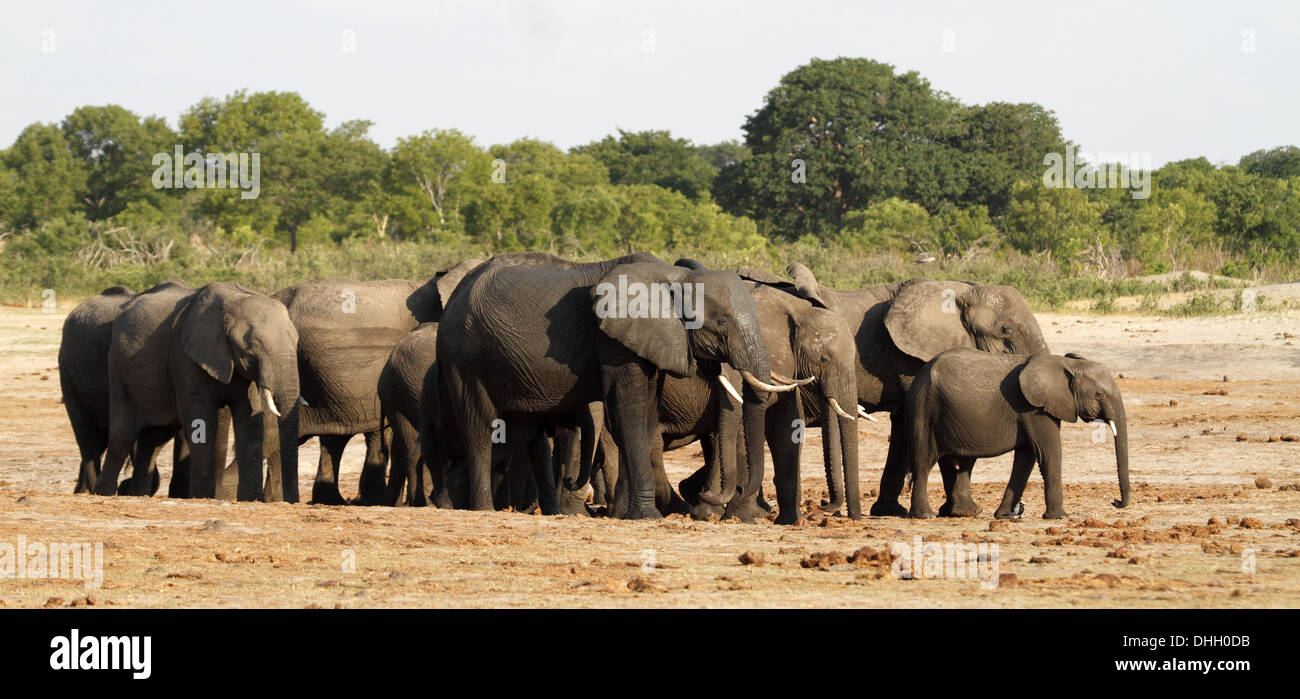 Troupeau d'éléphants africains à marcher ensemble Banque D'Images