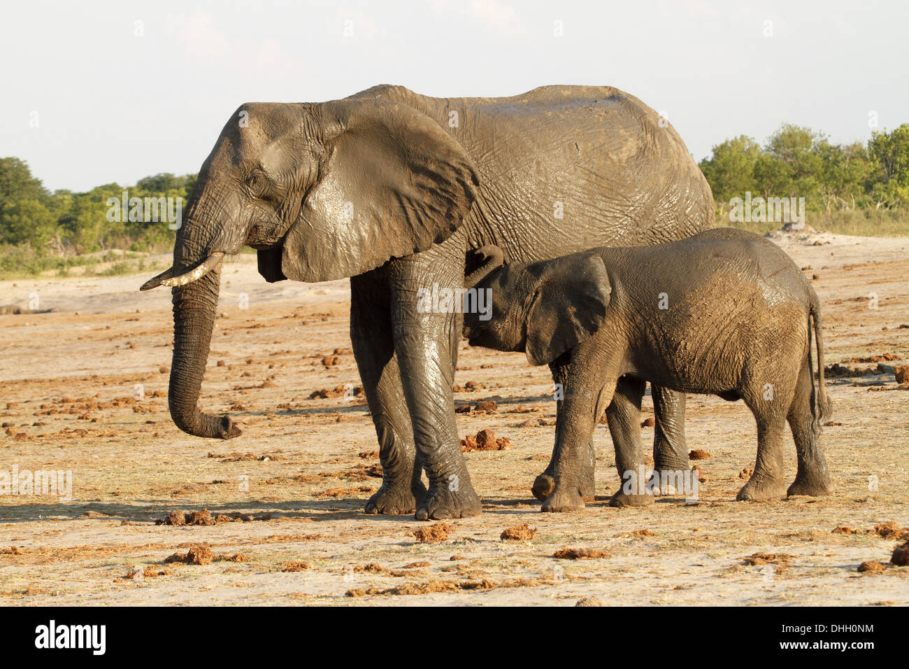 Les éléphants africains Mère avec enfant suckling Banque D'Images