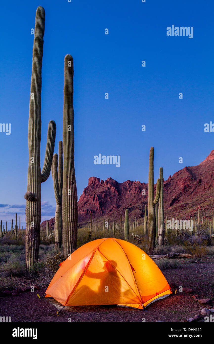 L'homme silhouette en tente au crépuscule rougeoyant avec saguaro cactus et les montagnes. Tuyau d'orgue Cactus National Monument, Arizona. Banque D'Images