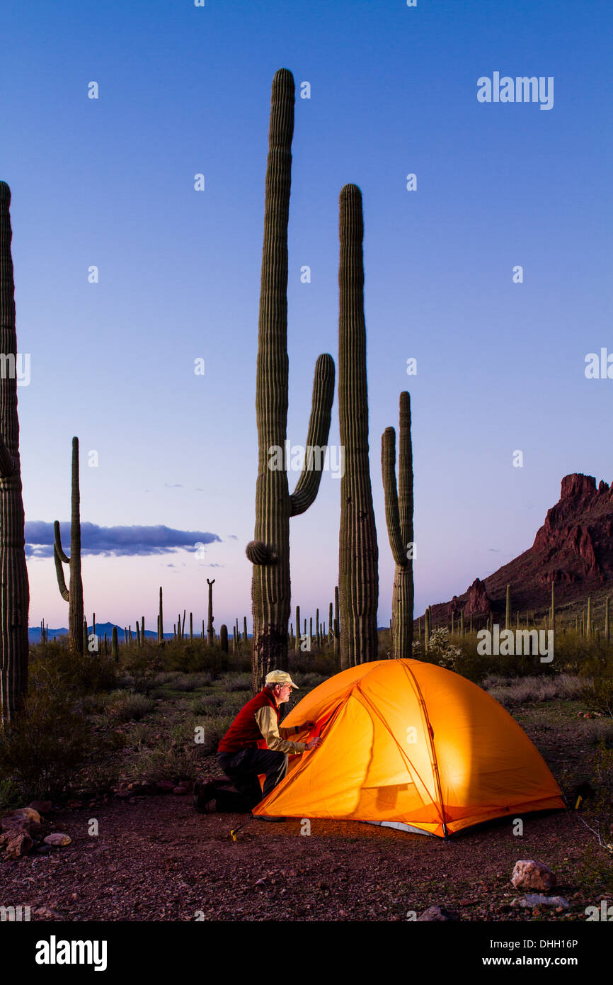L'homme entre dans une tente éclairée au crépuscule. Saguaro cactus en arrière-plan. Tuyau d'orgue Cactus National Monument, Arizona. Banque D'Images