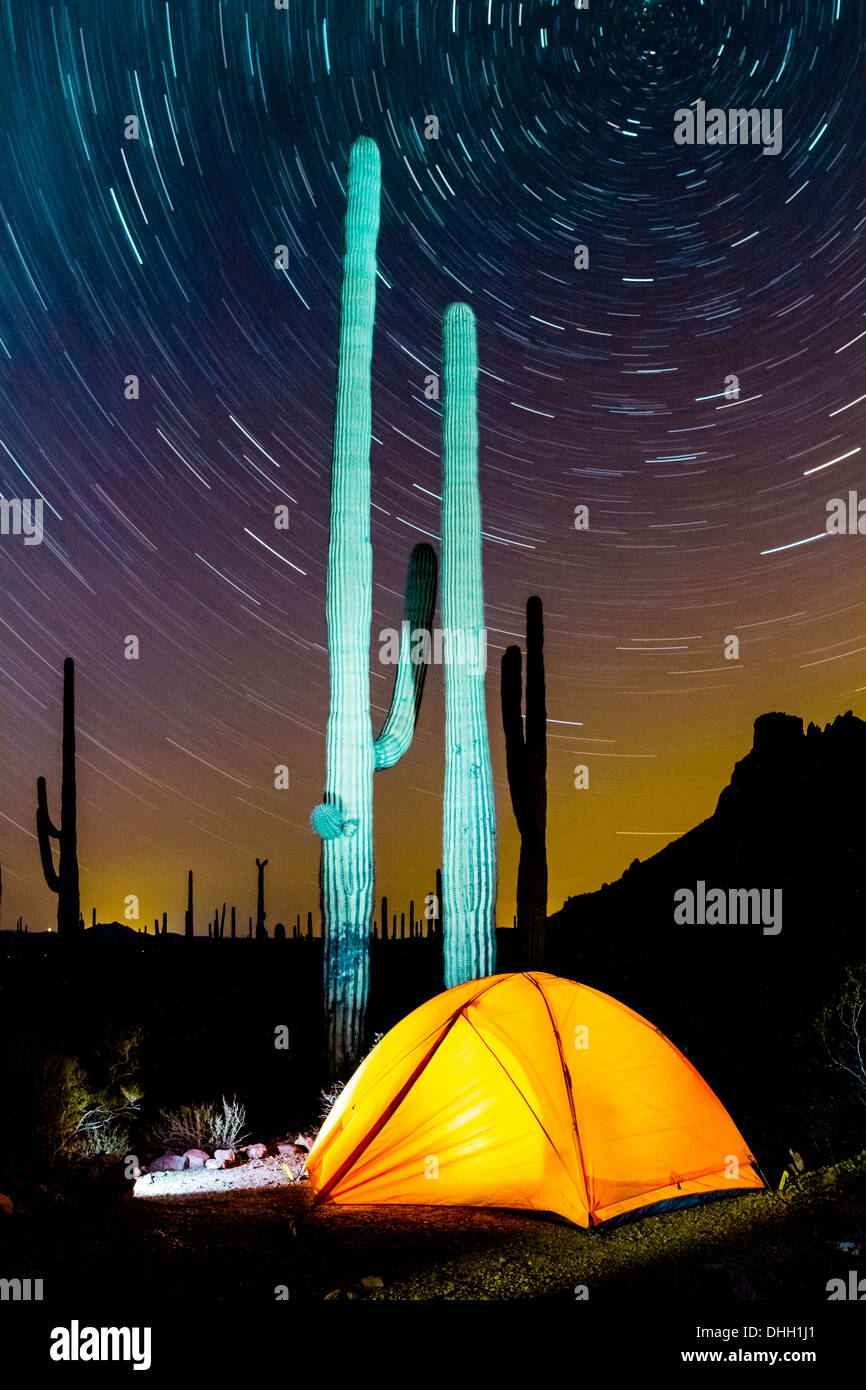 Tente à l'incandescent avec nuit saguaro cactus et star trails. Tuyau d'orgue Cactus National Monument, Arizona. Banque D'Images