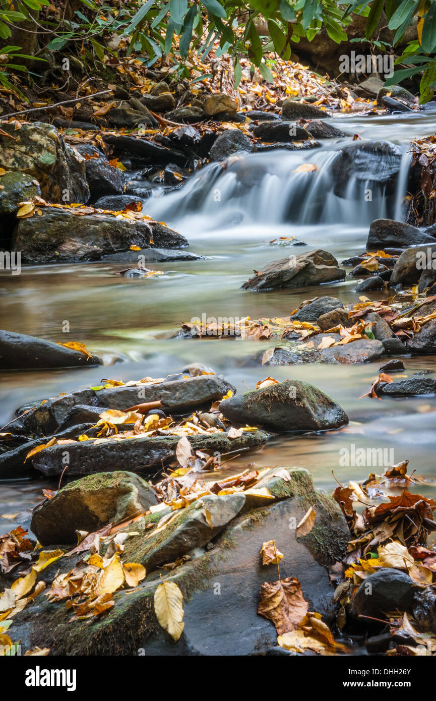 Les feuilles d'automne ajoutent une touche de couleur d'automne à une belle et relaxante crique près d'Asheville, NC dans les Blue Ridge Mountains. (ÉTATS-UNIS) Banque D'Images