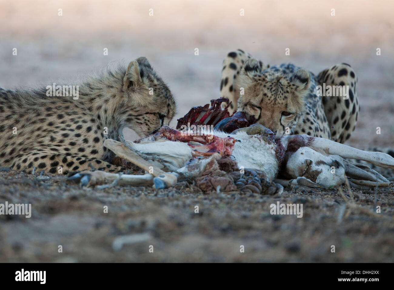 Guépard femelle avec cub qui se nourrit d'une kill dans le désert du Kalahari Banque D'Images