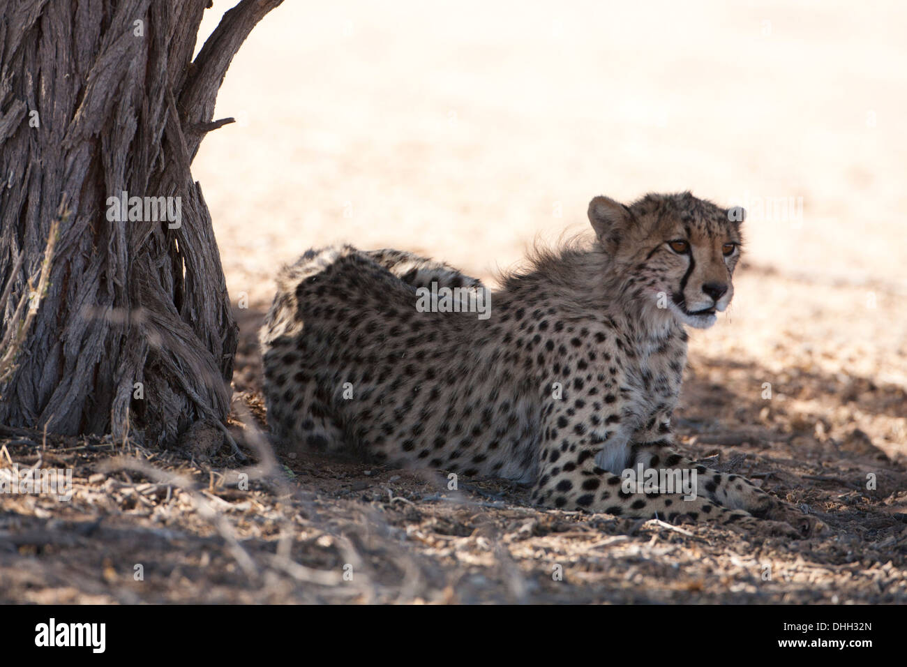 Cheetah cub reposant à l'ombre d'un arbre dans le désert du Kalahari Banque D'Images
