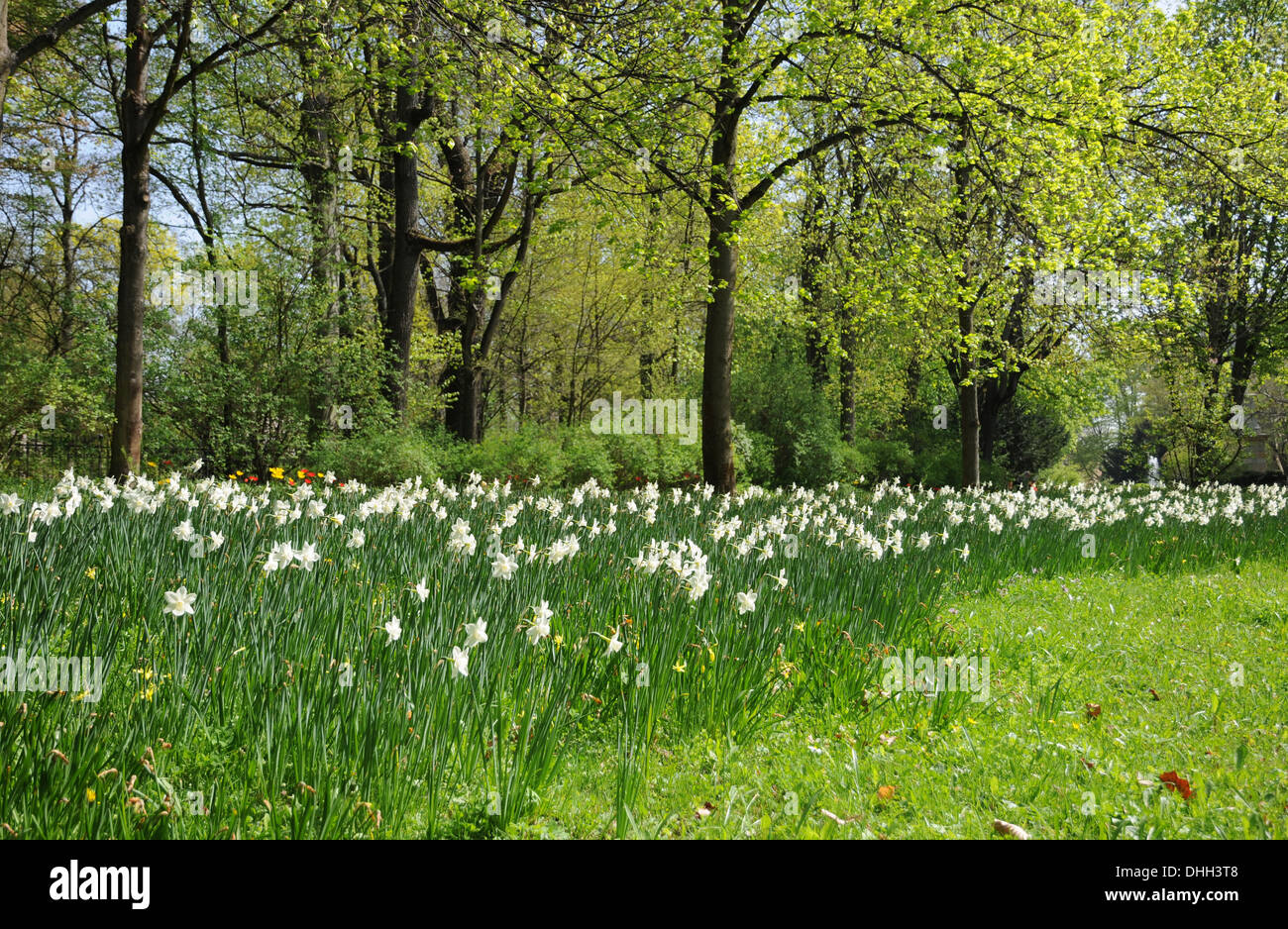 Jonquilles sauvages Banque D'Images