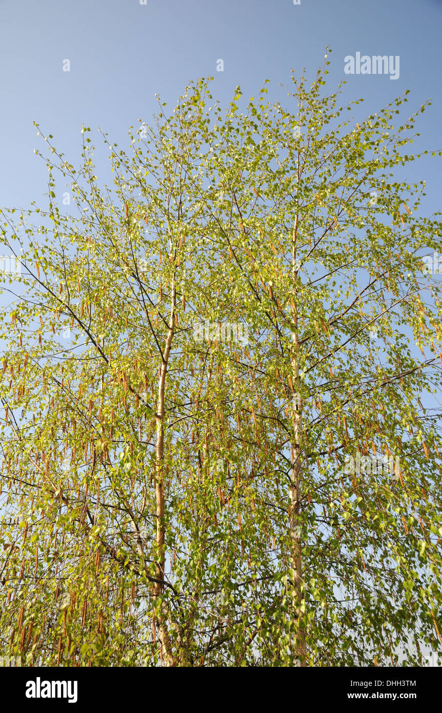 Bouleau Banque D'Images