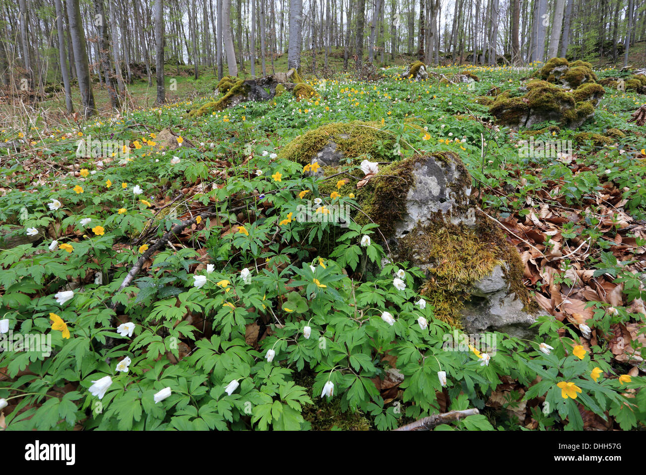 Le bois et l'anémone jaune Banque D'Images