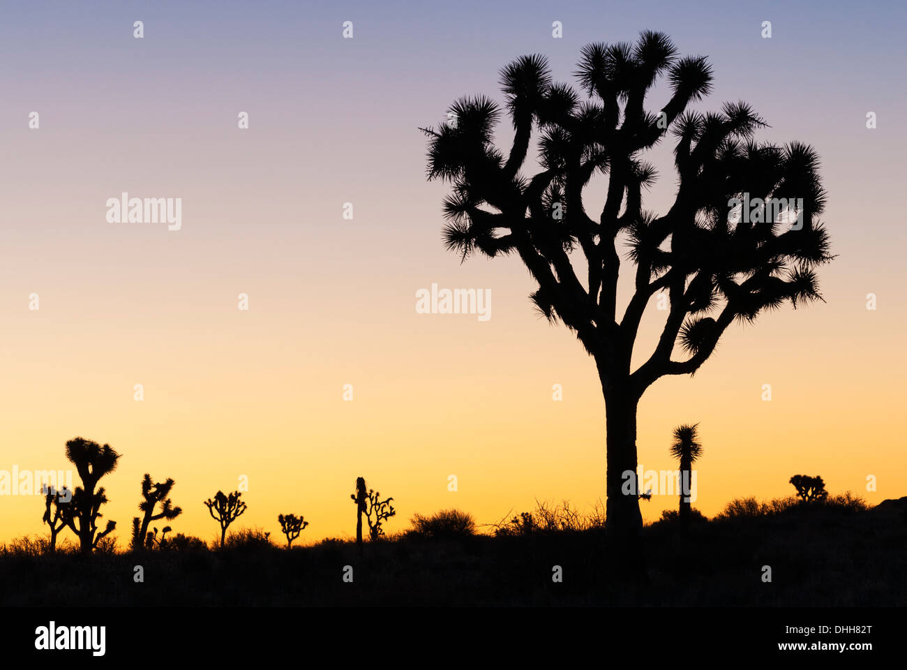En Californie, le parc national Joshua Tree, Joshua Tree, Yucca brevifolia, sunrise silhouette Banque D'Images