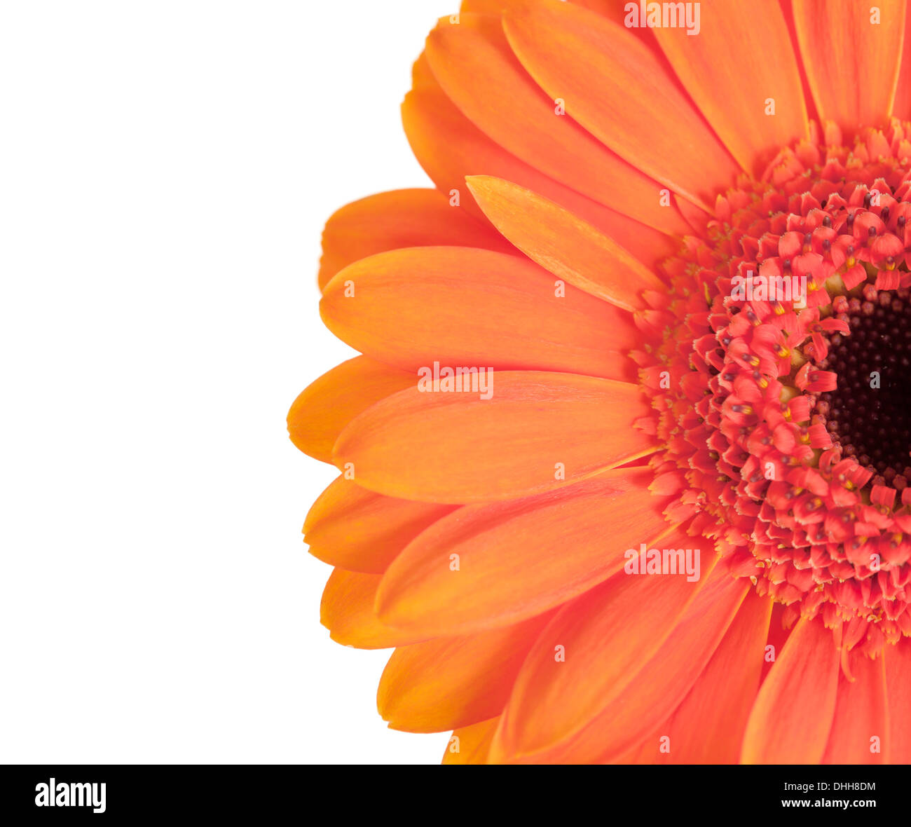 Fleur gerbera orange isolé sur fond blanc. Banque D'Images