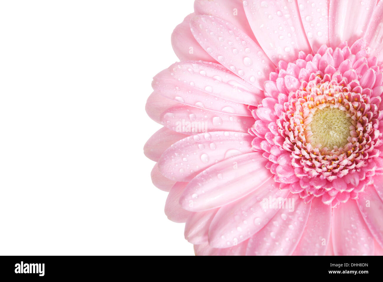 Gerbera rose Flower isolated on white background. Banque D'Images