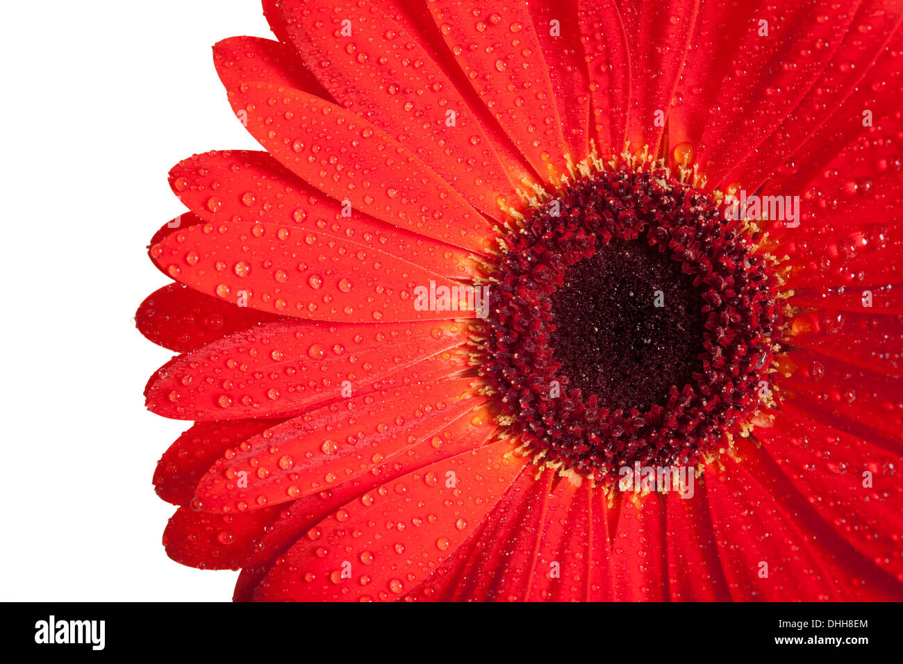 Fleur Gerbera rouge isolé sur fond blanc. Banque D'Images